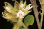 Hairy lespedeza